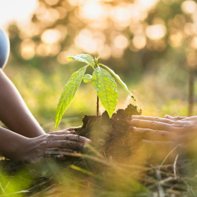 Why is UK tree planting so important?